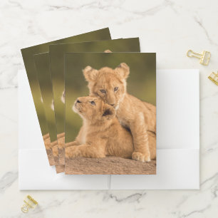 Cutest Baby Animals Two Lion Cubs Pocket Folder