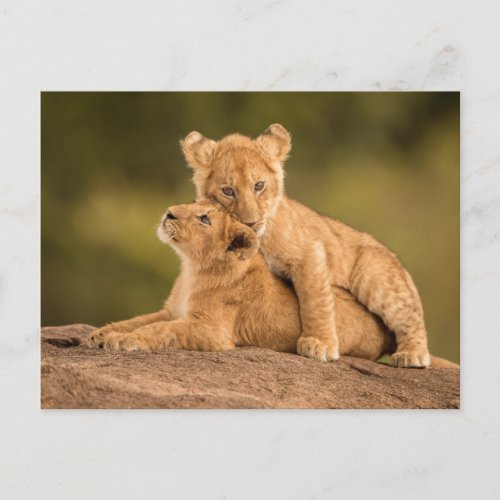 Cutest Baby Animals  Two Lion Cubs Postcard