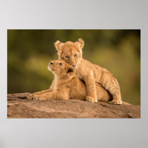 Cutest Baby Animals Two Lion Cubs Poster