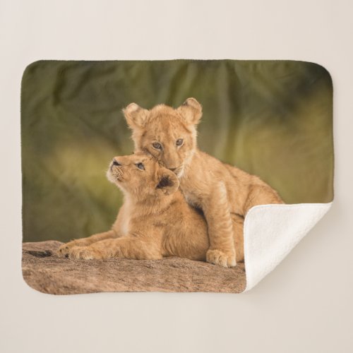 Cutest Baby Animals  Two Lion Cubs Sherpa Blanket