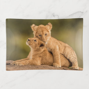 Cutest Baby Animals   Two Lion Cubs Trinket Tray