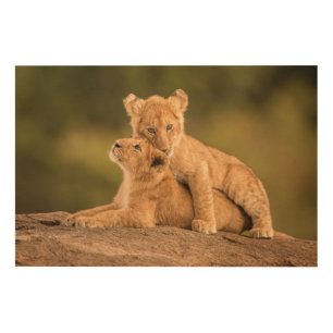 Cutest Baby Animals Two Lion Cubs Wood Wall Art