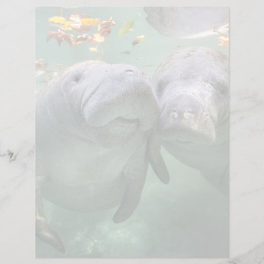 Cutest Baby Animals | Two Manatees (Front)