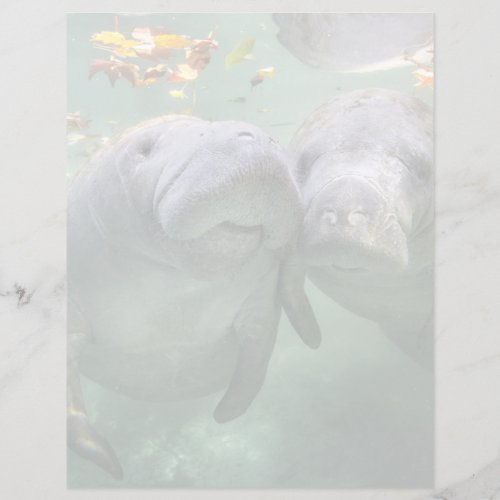 Cutest Baby Animals  Two Manatees