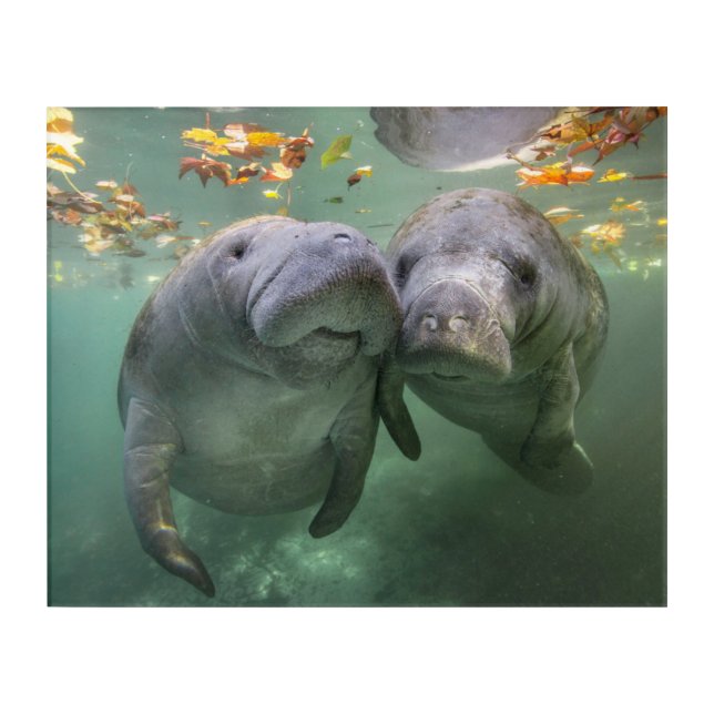 Cutest Baby Animals | Two Manatees Acrylic Print (Front)