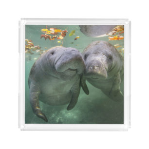 Cutest Baby Animals Two Manatees Acrylic Tray