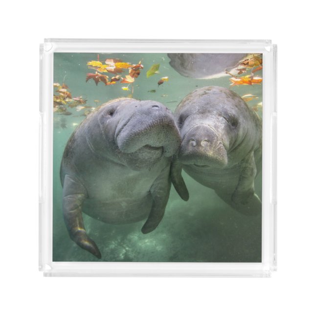 Cutest Baby Animals | Two Manatees Acrylic Tray (Front)