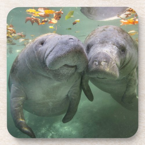Cutest Baby Animals  Two Manatees Beverage Coaster