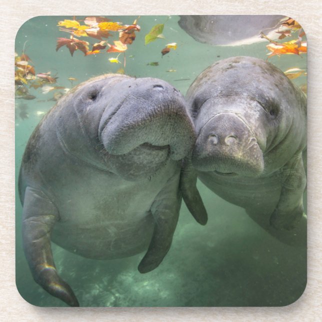 Cutest Baby Animals | Two Manatees Beverage Coaster (Front)