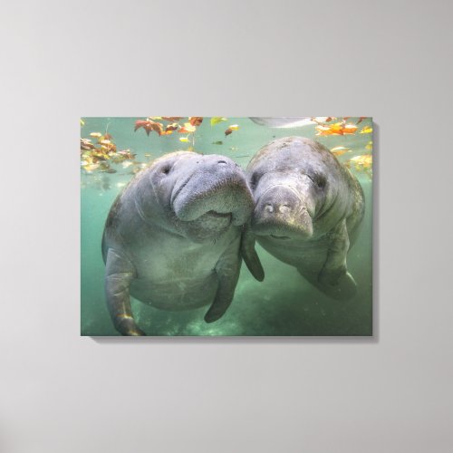 Cutest Baby Animals  Two Manatees Canvas Print