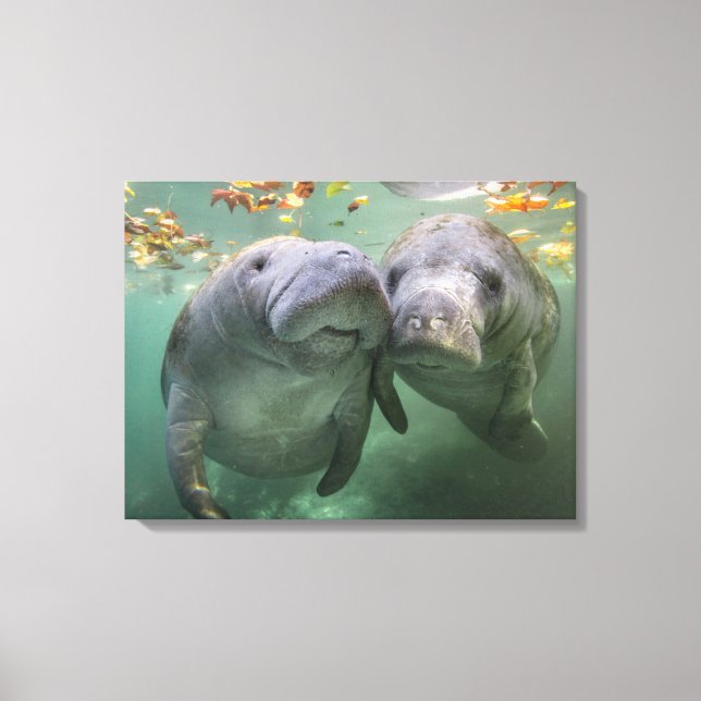 Cutest Baby Animals | Two Manatees Canvas Print (Front)