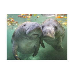Cutest Baby Animals | Two Manatees Canvas Print