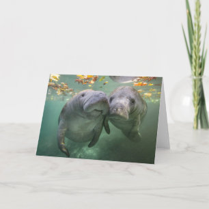 Cutest Baby Animals Two Manatees Card