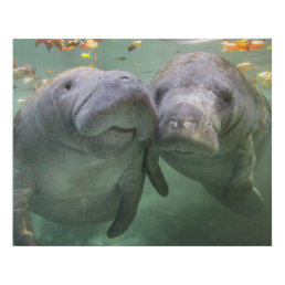 Cutest Baby Animals | Two Manatees Faux Canvas Print