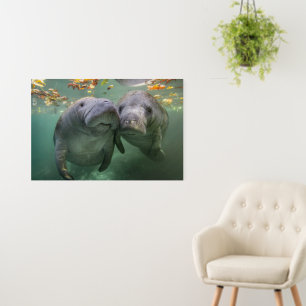 Cutest Baby Animals Two Manatees Foam Board