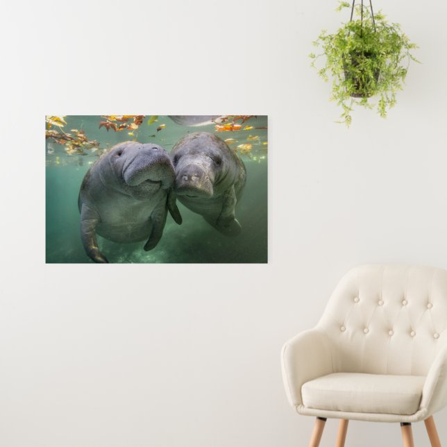 Cutest Baby Animals | Two Manatees Foam Board (In Situ (Wall))