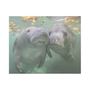 Cutest Baby Animals Two Manatees Gallery Wrap