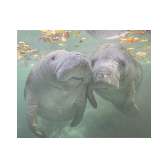 Cutest Baby Animals | Two Manatees Gallery Wrap (Front)