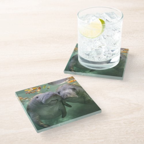 Cutest Baby Animals  Two Manatees Glass Coaster