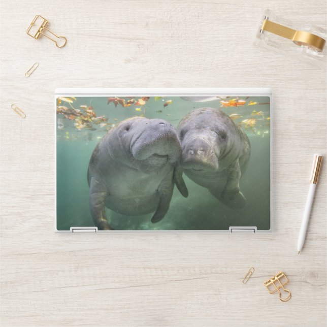 Cutest Baby Animals | Two Manatees HP Laptop Skin (Desk)