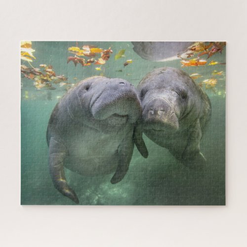 Cutest Baby Animals  Two Manatees Jigsaw Puzzle