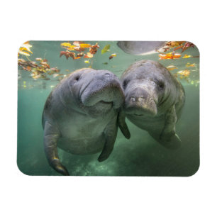 Cutest Baby Animals Two Manatees Magnet