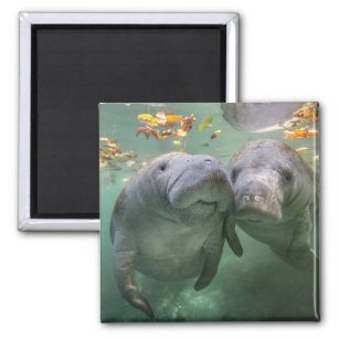 Cutest Baby Animals   Two Manatees Magnet