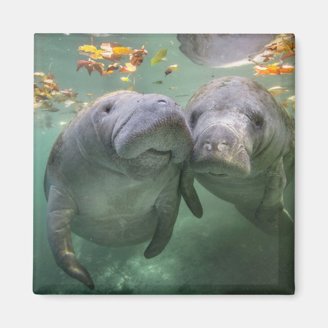 Cutest Baby Animals | Two Manatees Magnet (Front)