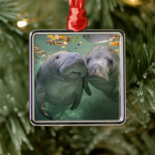 Cutest Baby Animals  Two Manatees Metal Ornament