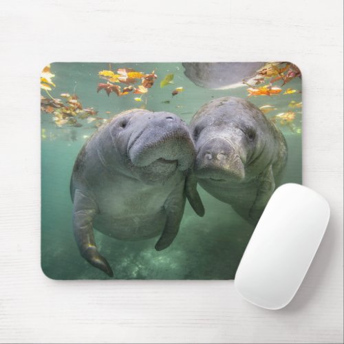 Cutest Baby Animals  Two Manatees Mouse Pad