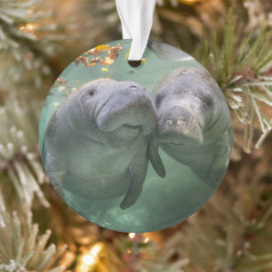 Cutest Baby Animals   Two Manatees Ornament