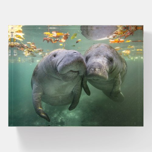 Cutest Baby Animals  Two Manatees Paperweight