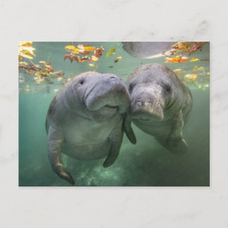 Cutest Baby Animals | Two Manatees Postcard