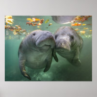 Cutest Baby Animals | Two Manatees