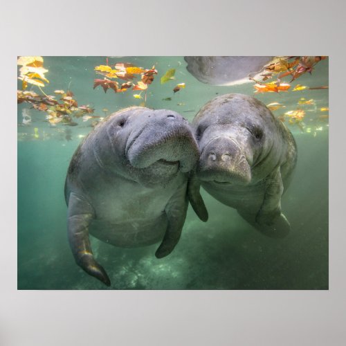Cutest Baby Animals  Two Manatees Poster