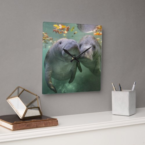 Cutest Baby Animals  Two Manatees Square Wall Clock