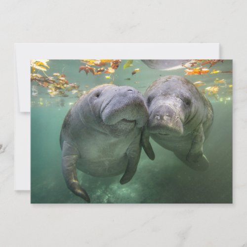 Cutest Baby Animals  Two Manatees Thank You Card
