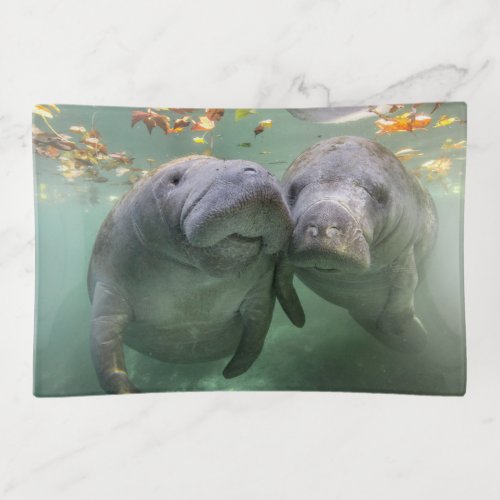 Cutest Baby Animals  Two Manatees Trinket Tray