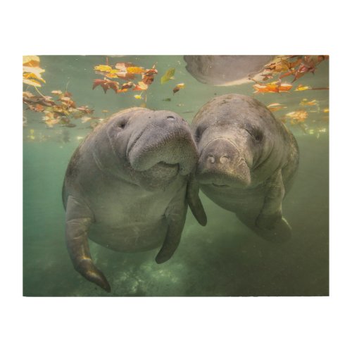 Cutest Baby Animals  Two Manatees Wood Wall Art