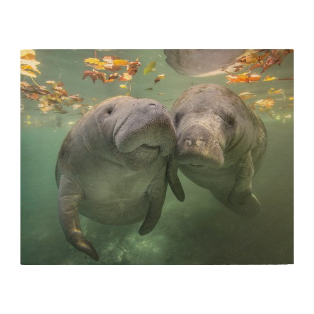 Cutest Baby Animals | Two Manatees Wood Wall Art (Front)