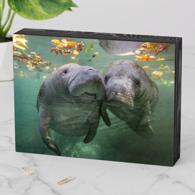 Cutest Baby Animals | Two Manatees Wooden Box Sign (In Situ Horizontal)