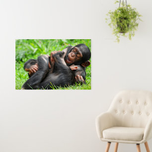 Cutest Baby Animals Two Young Chimpanzees Foam Board