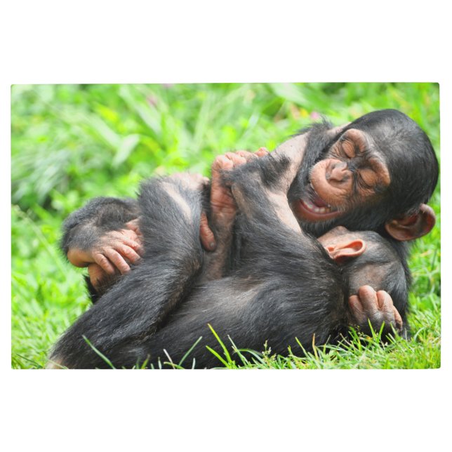 Cutest Baby Animals | Two Young Chimpanzees Metal Print (Front)
