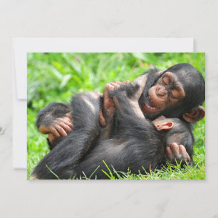 Cutest Baby Animals   Two Young Chimpanzees Thank You Card