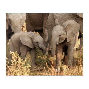 Cutest Baby Animals   Two Young Elephants Acrylic Print