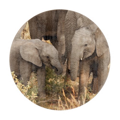 Cutest Baby Animals  Two Young Elephants Cutting Board