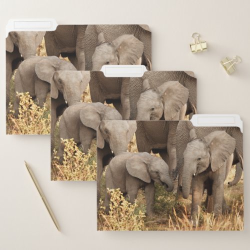 Cutest Baby Animals  Two Young Elephants File Folder