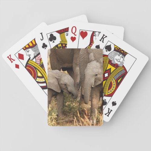Cutest Baby Animals  Two Young Elephants Playing Cards