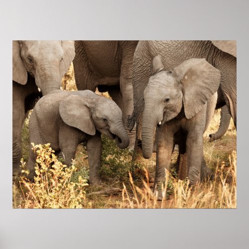 Cutest Baby Animals  Two Young Elephants Poster