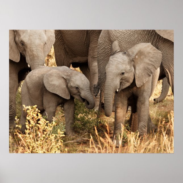 Cutest Baby Animals | Two Young Elephants Poster (Front)